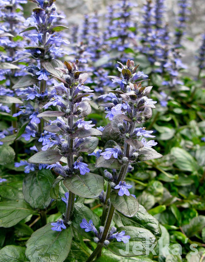 Organic Woodland Spring Wildflower Bugle Purple Ajuga Reptans Carpetweed Meadow Bare Root Plant Plug X 10