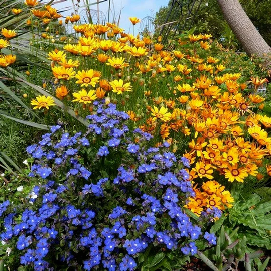 Bugloss Blue Angel Flower Seeds | Anchusa Capensis 50+Seeds