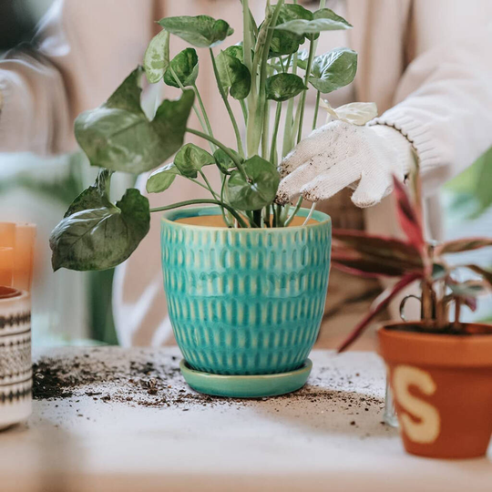 Set Of Three Ceramic Planters With Saucer Tray