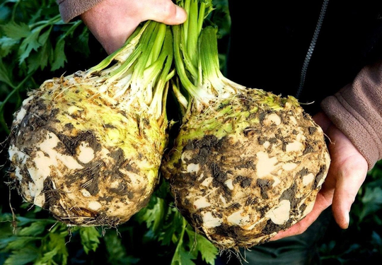 Celeriac Seeds - 1000 Seeds Celeriac Albin Vegetable Winter Hardy