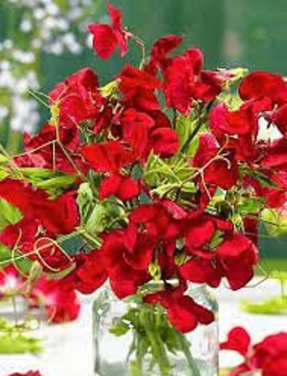 Natural Flower Sweet Pea Red Pearl Ukraine Seeds Organic
