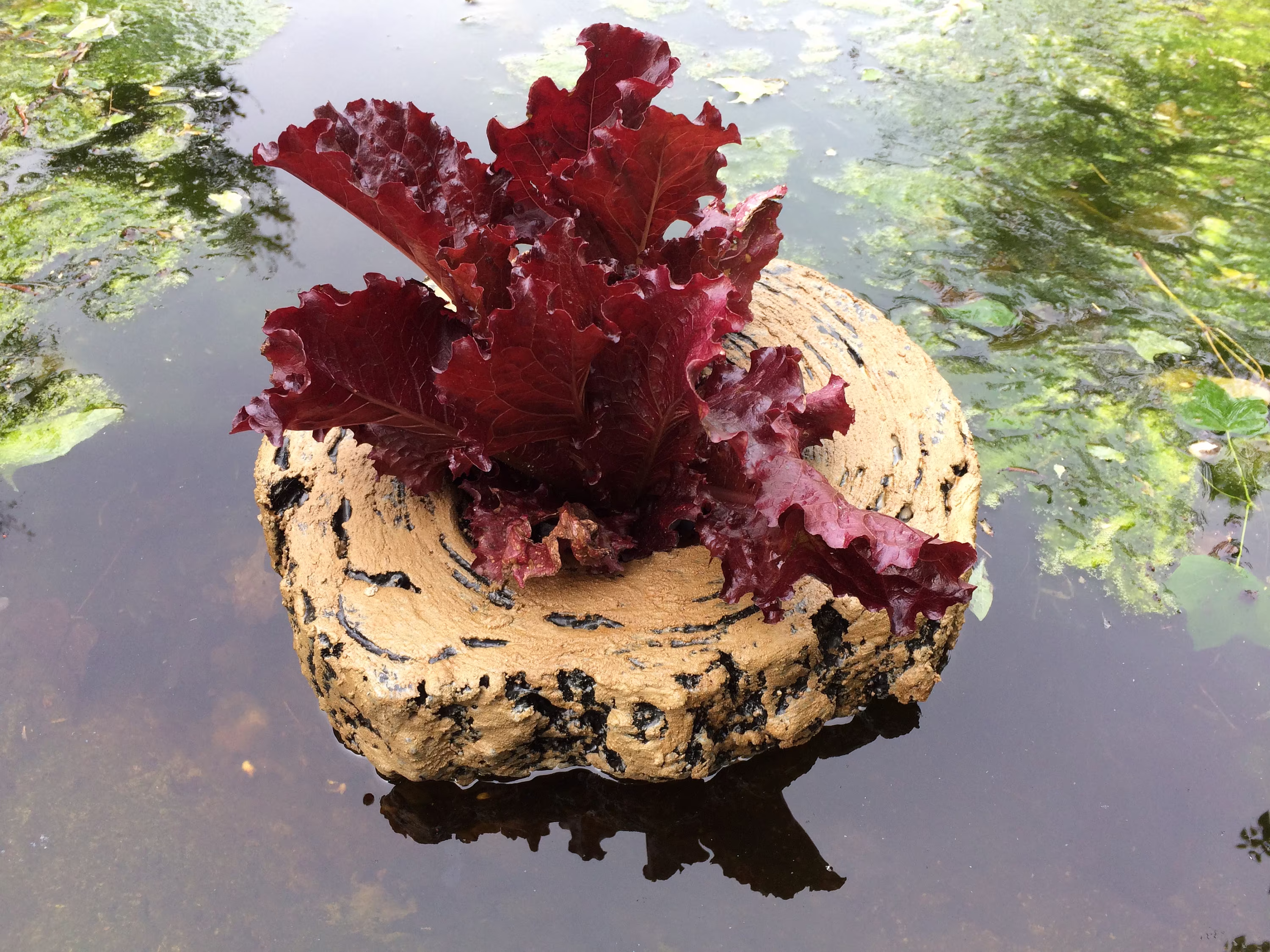 Floating Aquatics Pond Planter, Aquarium Plant Holder, Frog Float, Turtle Dock, Stone Water Pot, Reptile Bowl