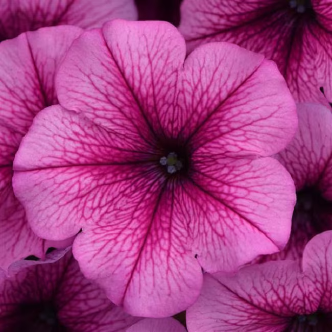 Petunia Seeds Easy Wave Rose Fusion 100 Thru 500 Pelleted Bulk