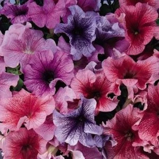 Petunia Deddy Mix Flower Seeds