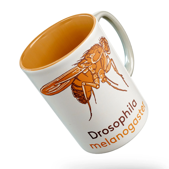 Drosophila Model Organism Mug