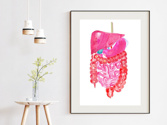 Abdominal Anatomy, Gastrointestinal Art, Gastroenterology General Surgery Human Digestive System, Resident Gift, Surgeon