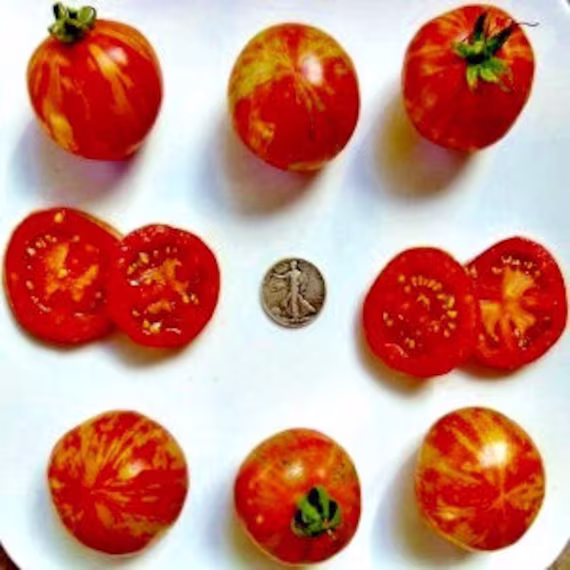 Red Zebra - 40 Hand Picked Seeds