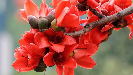 10 Red Silk Cotton Tree Bombax Ceiba Seeds F3022