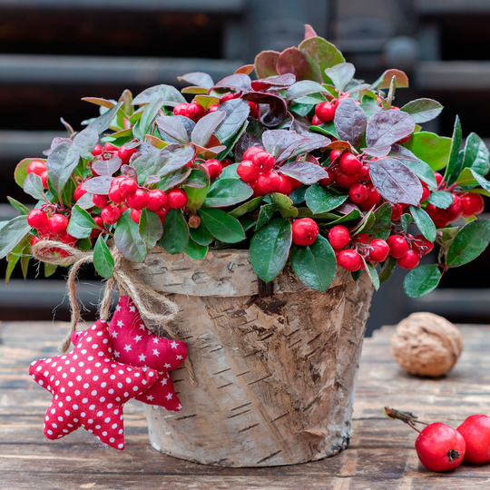 Gaultheria Merry Berry Red Seeds - 8 Flowering Evergreen Shrub