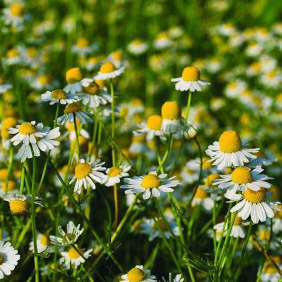 German Chamomile Seeds | Matricaria Recutita, Organic