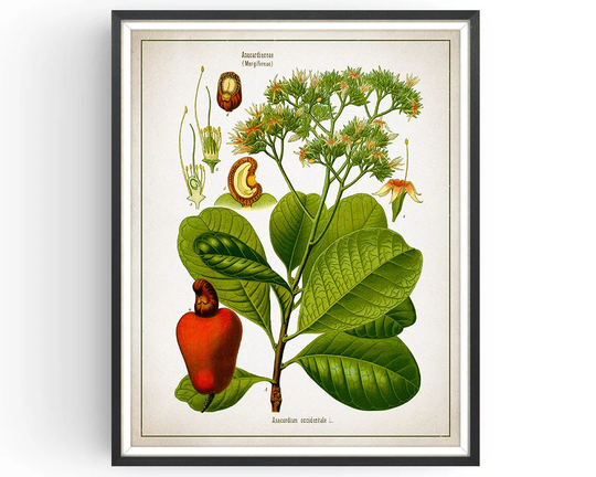 Cashew Nut - Botanical Print Vintage Aromatherapy Art Medicinal Plant Botany Decor Kitchen Unframed