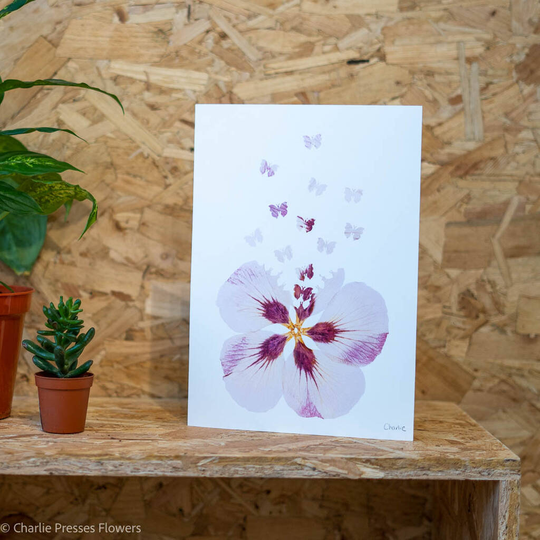 Pink Hibiscus With Butterflies A4 Giclee Print