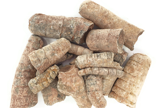 100G Bag Natural Raw Orthocone Fossils - Fossil Orthoceras Specimen Sea Animal First Gift