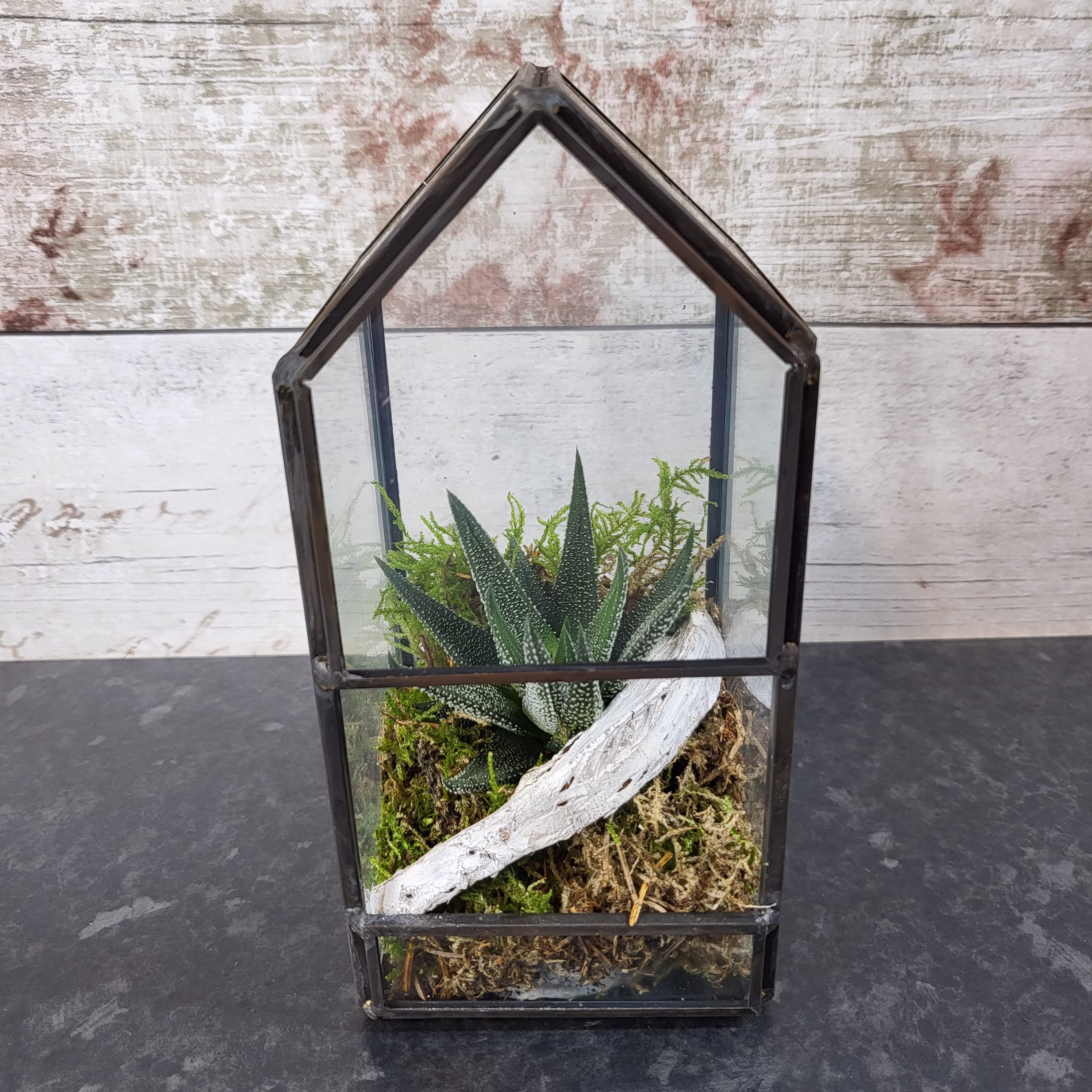 Terrarium Succulent Set - Beautiful Gift Or Desk Decor Houseplant Decoration