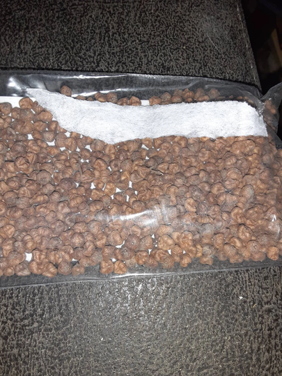 Elm Zelkova Seeds