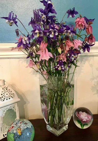 Perennial Mixed Columbine Seeds 50+ Home Grown Ohio Songbird Double Pollinator