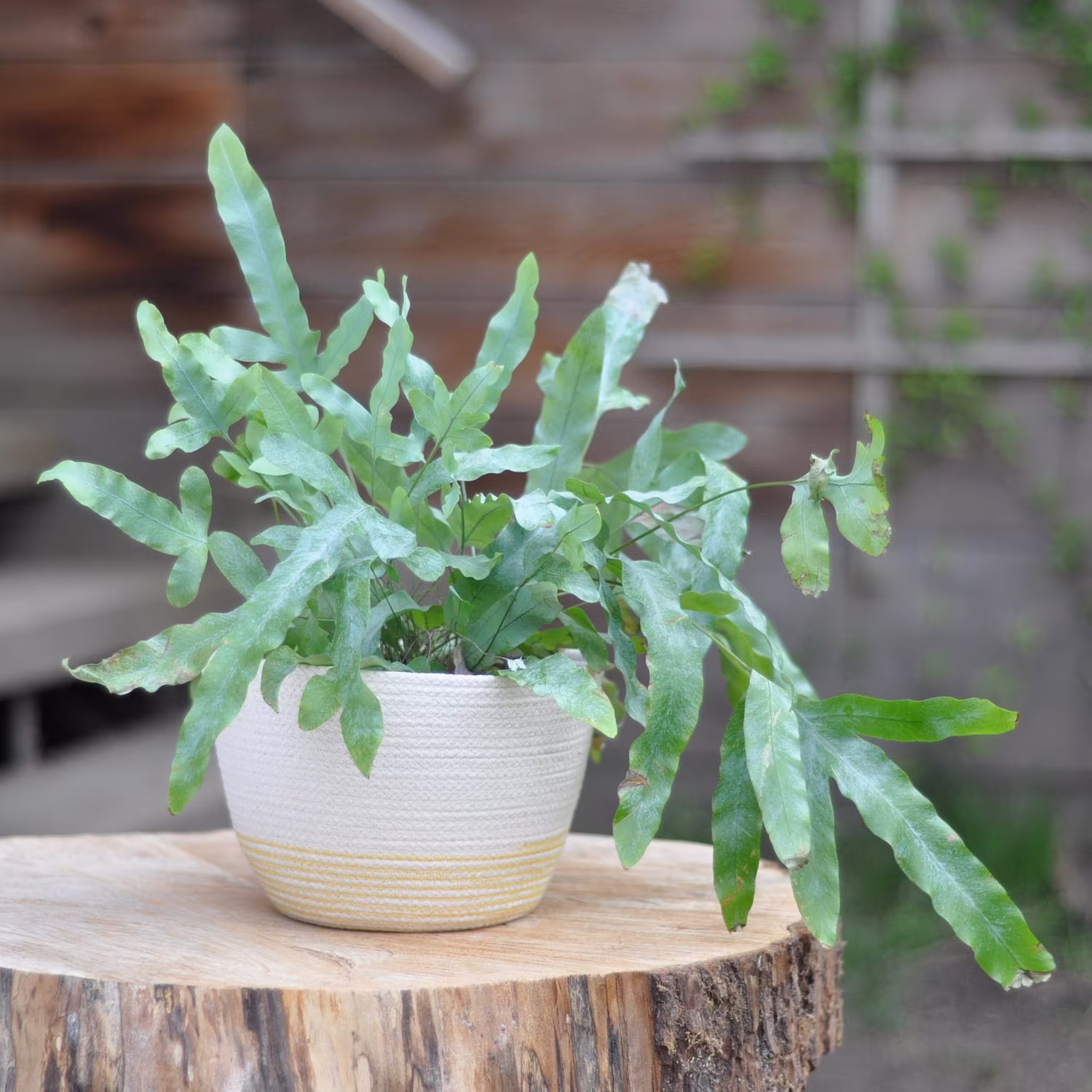 Fern - Plant Basket, Home Organization, Rope Storage Decor, Hygge Scandinavian Gift Idea