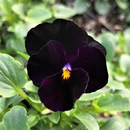 Viola Back To Black Seeds - 145 Flower Seed
