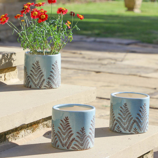 Three Botanical Fern Plant Pots