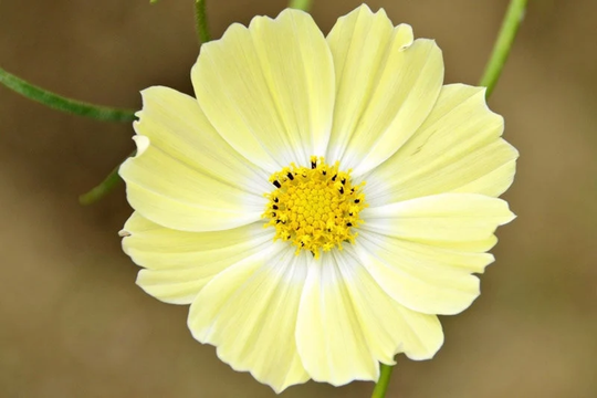 Seeds - Xanthos Yellow Cosmos
