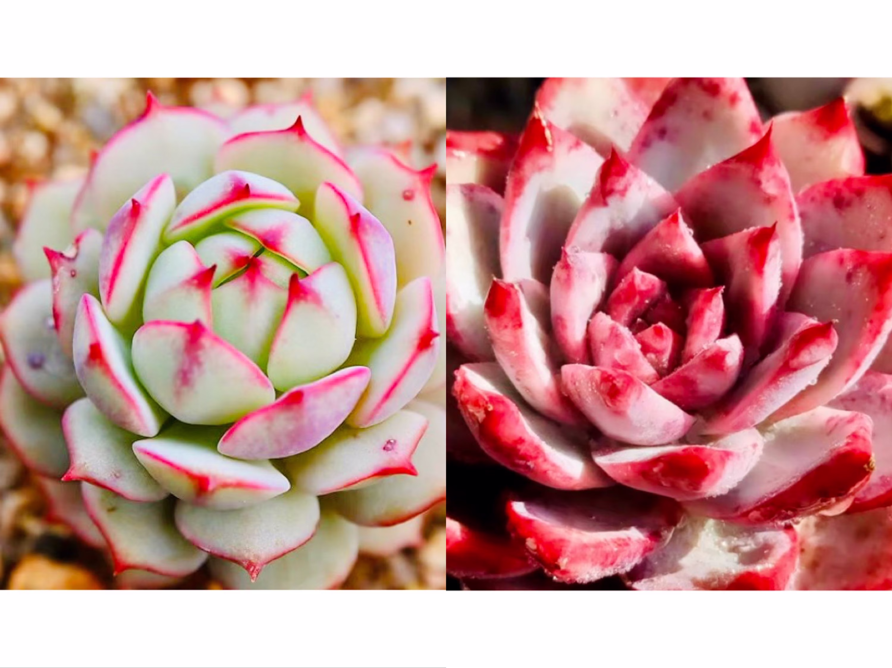 10 Seeds Echeveria