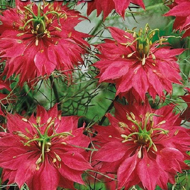 Love in A Mist Red Seeds Annual Cold Resistant Non Gmo For Planting | 203807