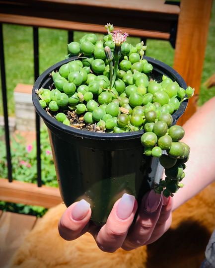 String Of Pearls Or Rosary String Beads
