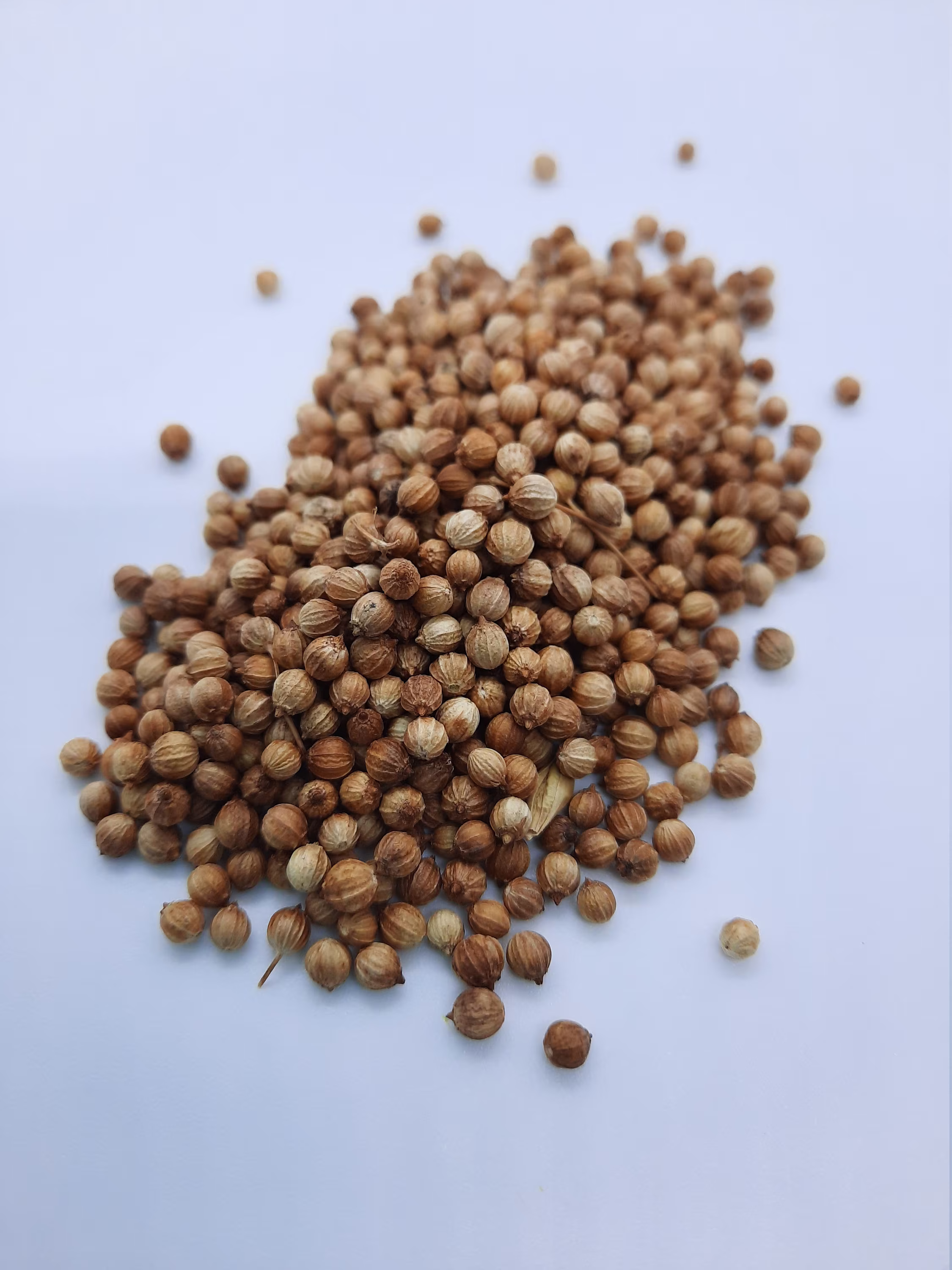 Organic Coriander | Coriandrum Sativum