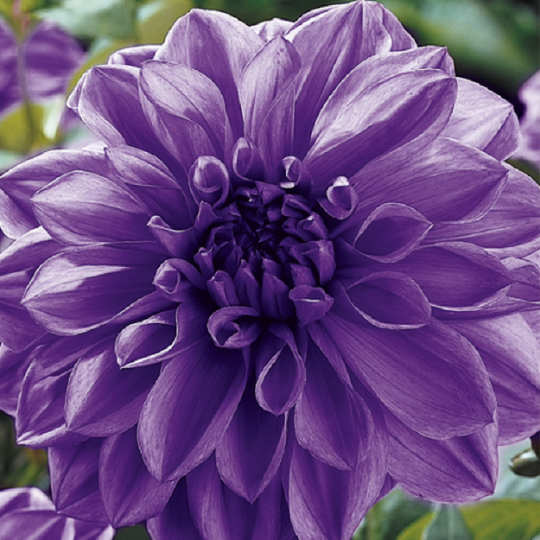 Dahlia Lilac 60 Seeds