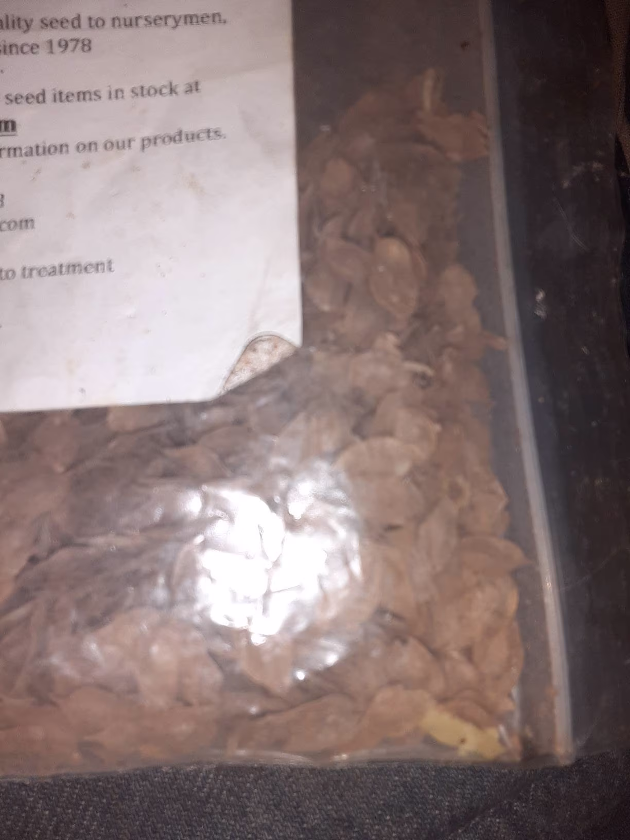Cedar Elm Tree Seeds