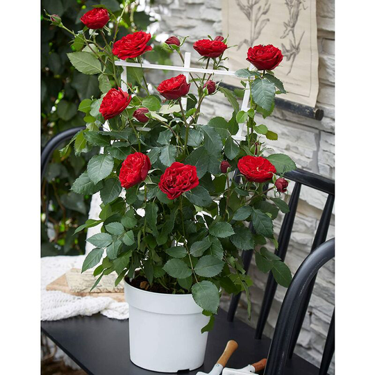 10 Seed PackRed Rose Bush Bare Root Plant Shrub