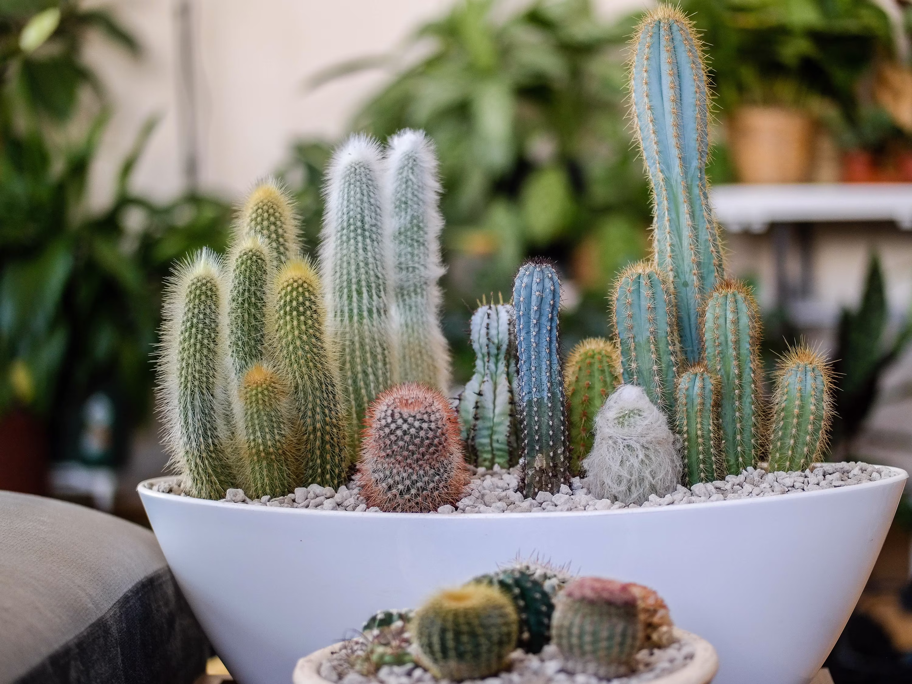 Cactus Garden Seeds