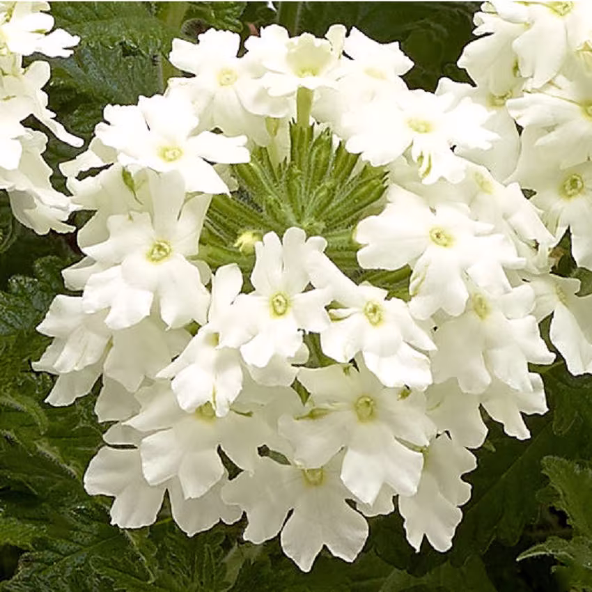 Verbena Seeds Obession Cascade White 25 Thru 250 Trailing