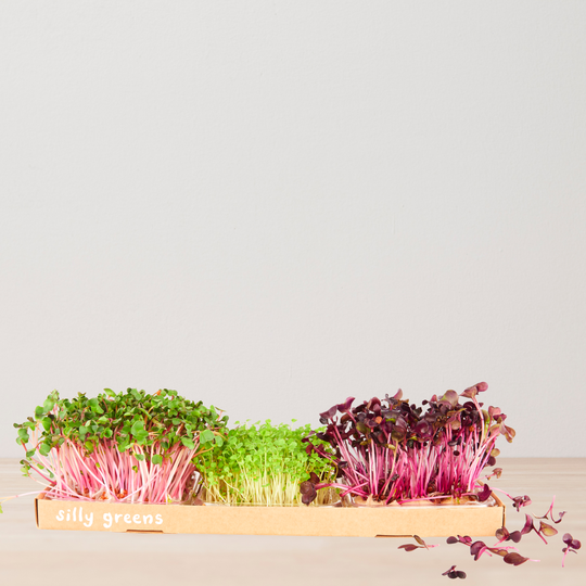 Grow Microgreens Straight Out The Box