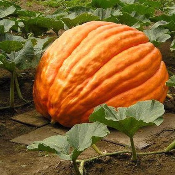 Pumpkin Big Max Vine Seeds | Cucurbita Maxima 10+Seeds
