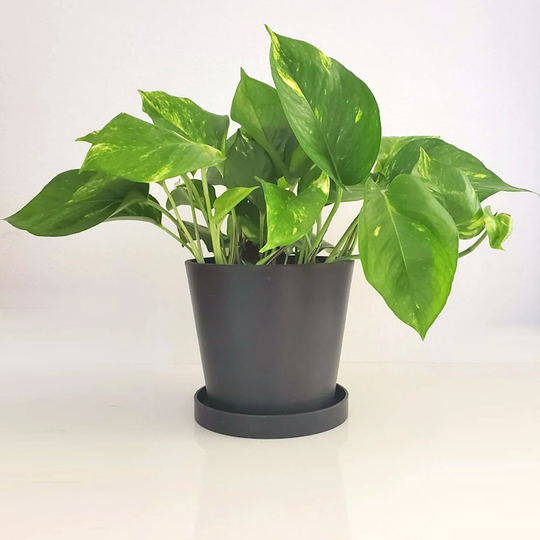 Lily - Circular Composite Planter With Saucer Black Countertop Windowsill