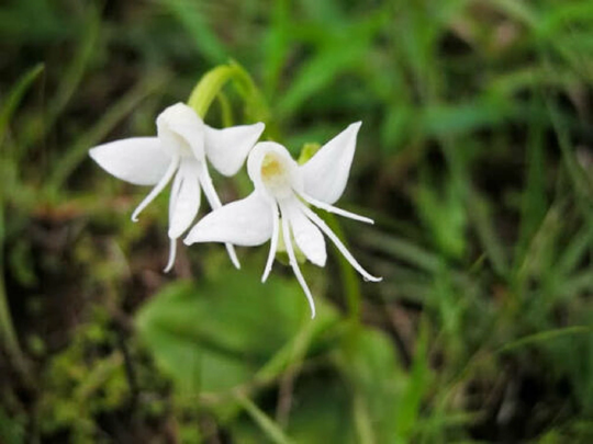50Pcs Angel Orchid | Habenaria Grandifloriformis Flower Seeds Plant Seed | Code 58
