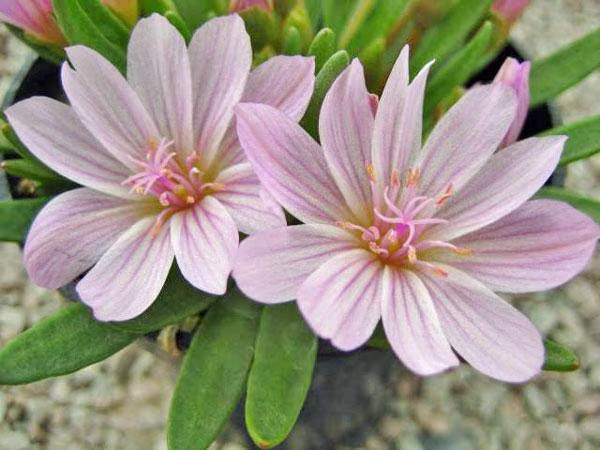 Lewisia Brachycalyx | Short-Sepal Bitter-Root Shortsepal 5 Seeds