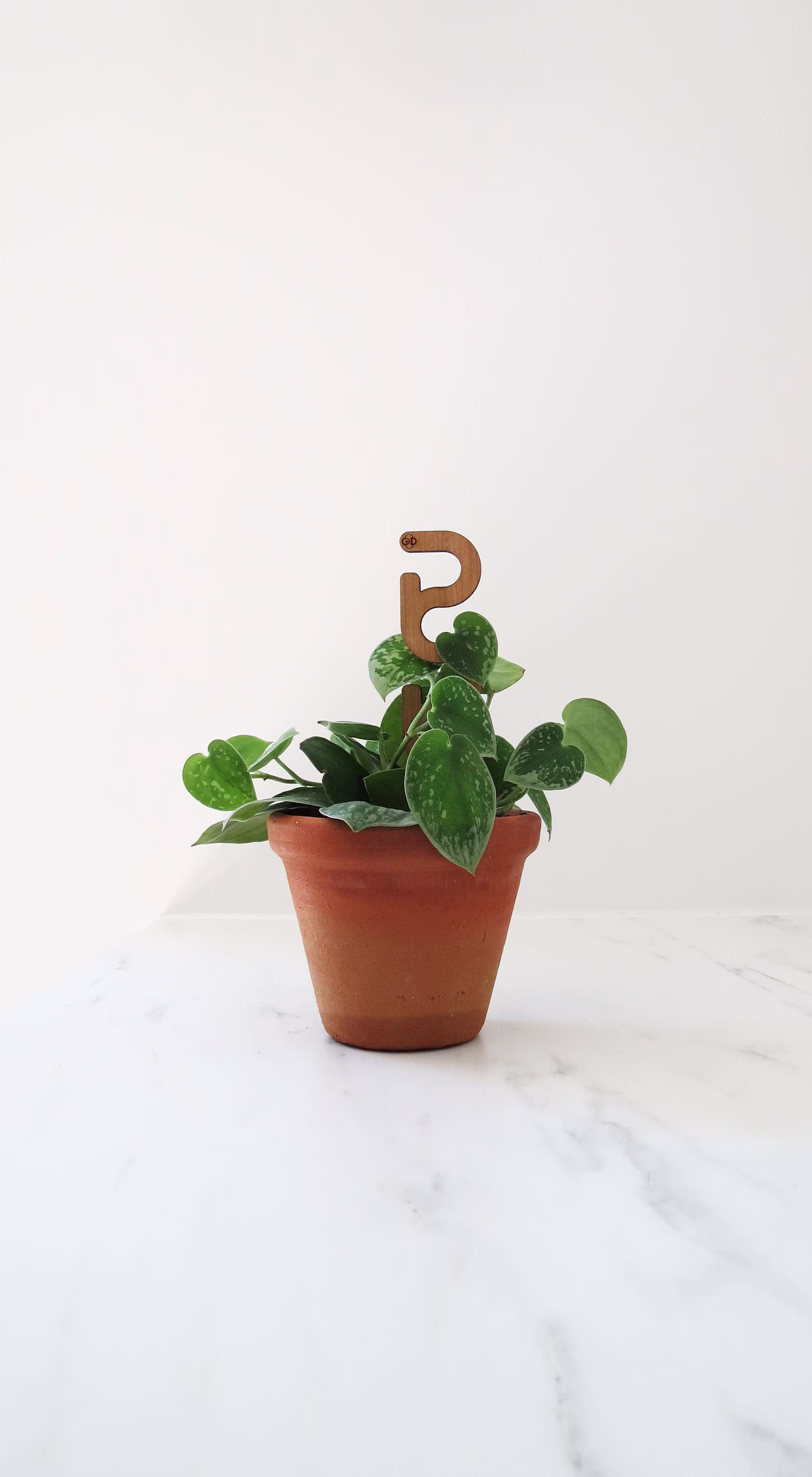 Wood Plant Trellis - Support Accessories Sticks