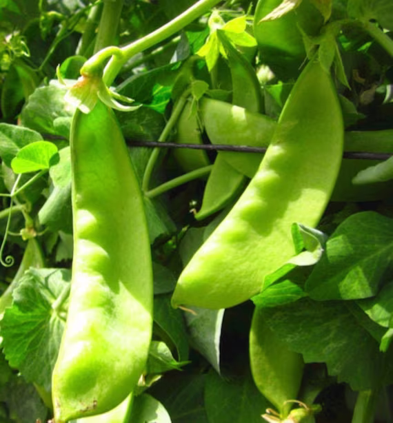 Organic Oregon Giant Peas | Non - Gmo