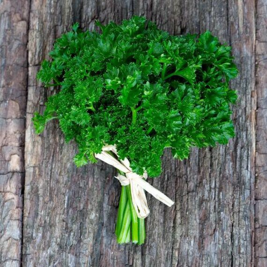 Usa Seller Moss Curled Parsley 100 Seeds | Petroselinum Crispum