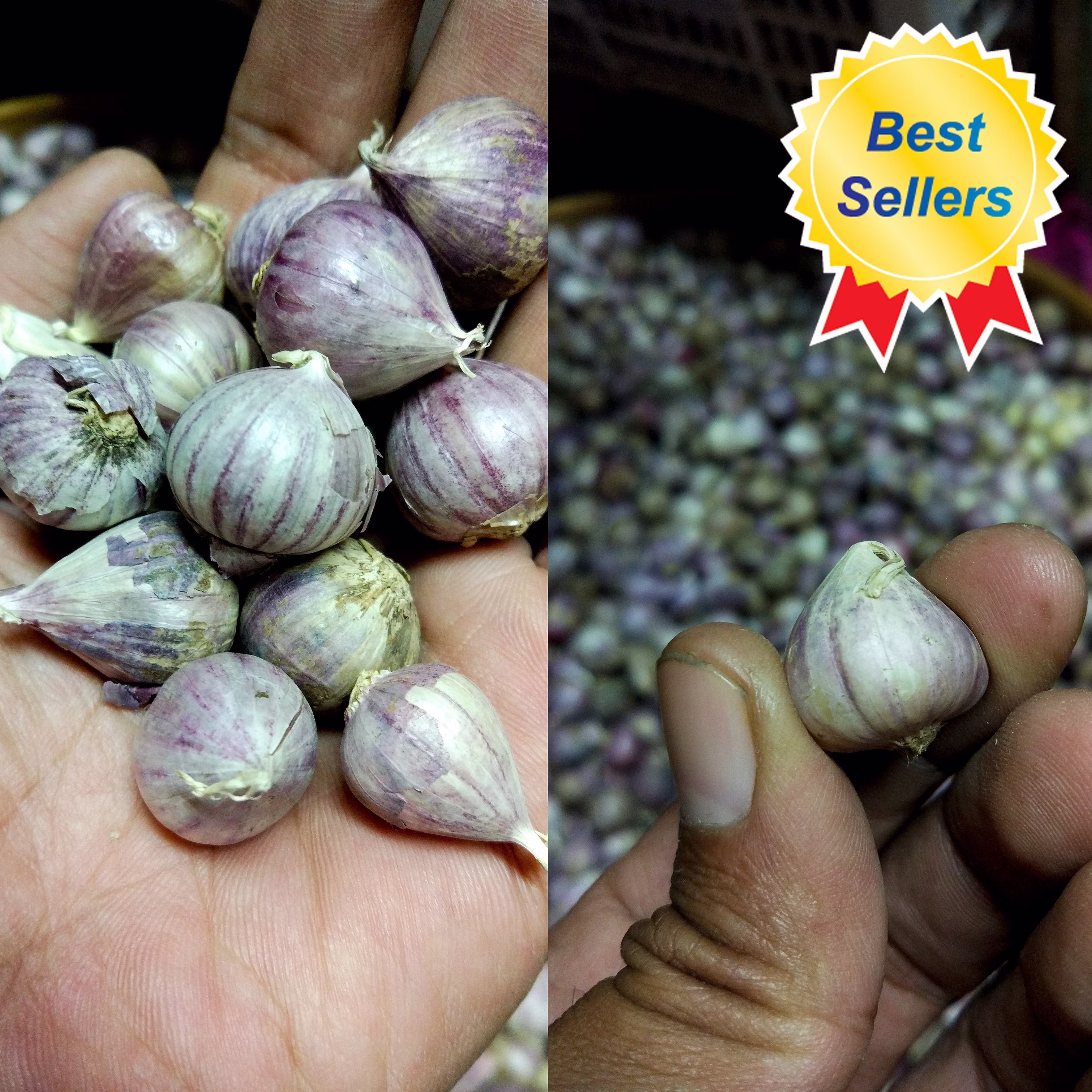 Fresh & Organic Java Solo Garlic Single Clove Garlic, Monobulb Bulb Or Pearl Garlic Indonesia