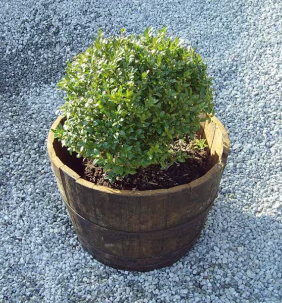 Large Rustic White Oak Barrel Garden Planter - Tree Planter, Vegetable Log Basket Reclaimed Ex Whiskey Barrel, Flower