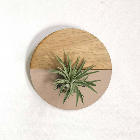 Round Two Tone Air Plant Display Wall Planter