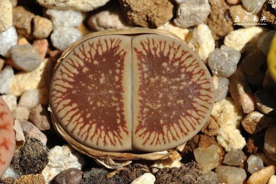 Lithops Aucampiae Ssp. Euniceae Var. Fluminalis C054, 10 Seeds