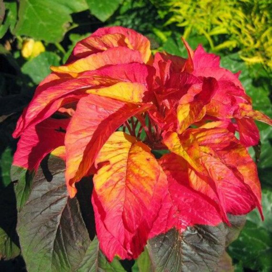 Usa Seller Illumination Amaranth Seeds 25 Seeds Heirloom Amaranthus