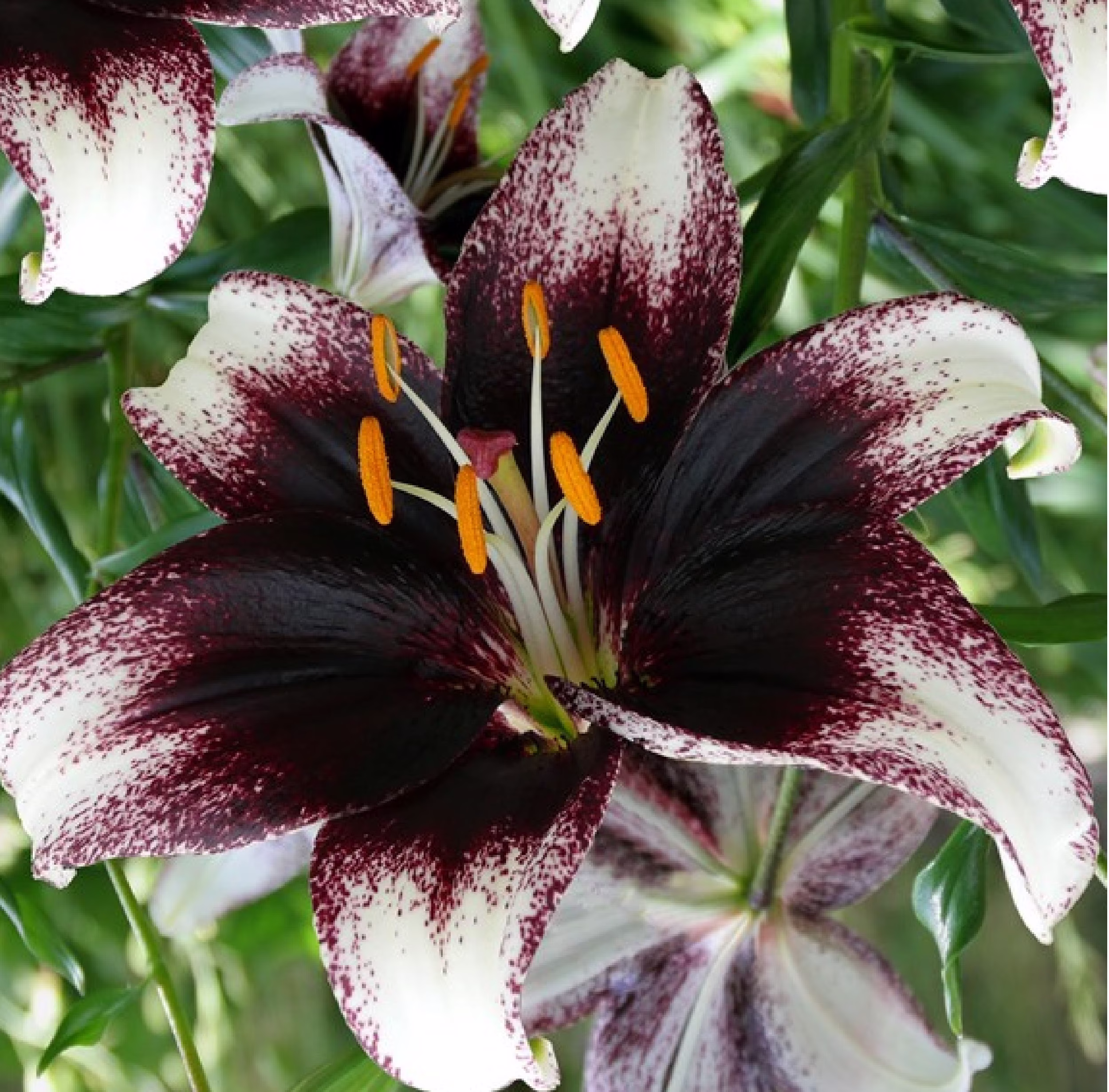 Lilium Stracciatella Event 20 Seeds