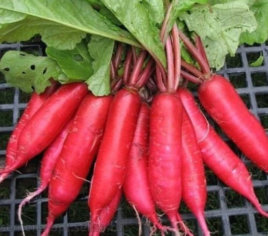 Radish Seeds Red Giant