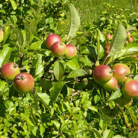 25 X Crab Apple Seeds | Malus Sylvestris