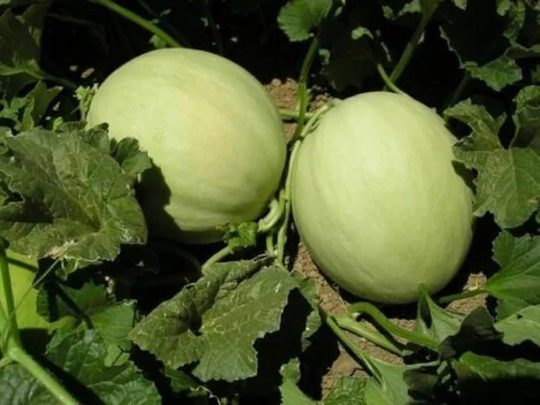Melon Honeydew - 50 Seeds Cucumis Melo Seeds Fruit